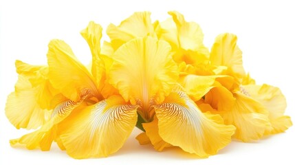 Poster - Vibrant yellow iris blossoms elegantly displayed against a pure white background for floral design and nature themes