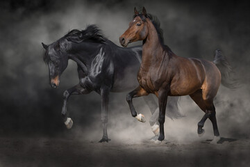 Wall Mural - horses free run in desert