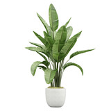 Potted green Strelitzia nicolai plants isolated on transparent Canvas