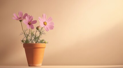 Poster - Pink Cosmos Flowers in Terracotta Pot Against Beige Background