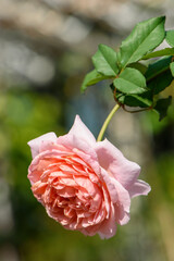 Wall Mural - Delicate Pink Rose in Full Bloom