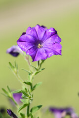 Wall Mural - Graceful Purple Petunia in Bloom against a soft green background