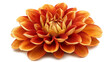 © Afroja - Dahlia isolated on a transparent or white background