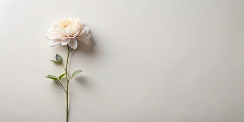 Aufkleber - Single Pale Bloom on a Neutral Background A Simple Floral Image Perfect for Minimalist Designs