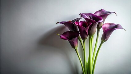 Aufkleber - Dark Purple Calla Lilies Arranged Against a Light Grey Background