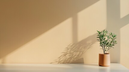 Poster - Sunlight streaming into minimalist office with empty table and plant