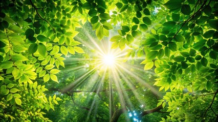 Poster - Sunbeams filtering through vibrant green foliage, creating a radiant and serene forest scene