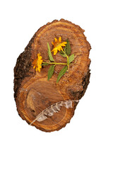 Wall Mural - Yellow dry flowers and a wild bird feather lie on a piece of sawn fruit tree on a transparent background. Close up.