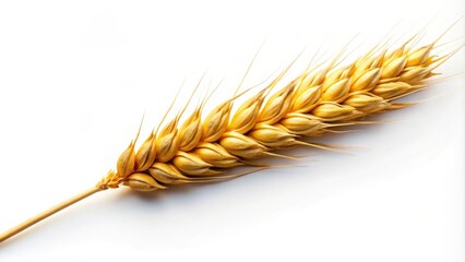 Poster - Single stalk of ripe golden wheat isolated on white background
