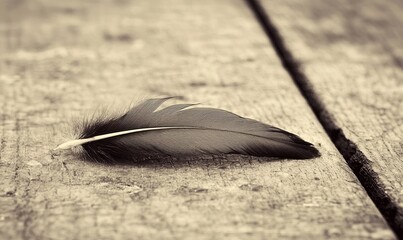 Dark feather resting on weathered wooden planks, rustic background, suitable for nature themes.