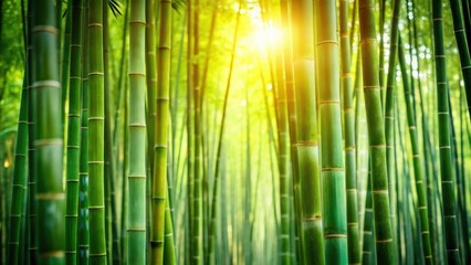 Poster - Lush Green Bamboo Forest Bathed in Golden Sunlight A Serene Natural Scene