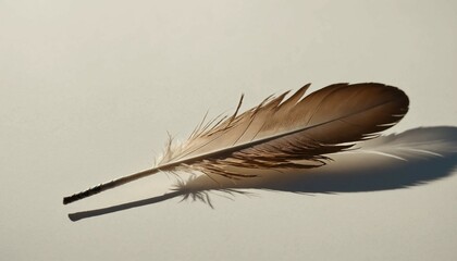 Wall Mural - Close-up of a single feather at corner, cinematic light and soft shadows