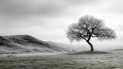 Poster - Serene black and white landscape photograph of a lone tree rolling hills nature scene calm environment minimalist viewpoint