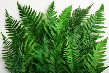 green natural fern leaf background