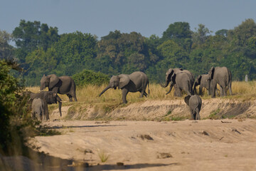 Sticker - Multiple groups of African Elephant (Loxodonta africana) congregate at a sand river to drink from a pool dug below the surface in South Luangwa National Park, Zambia   