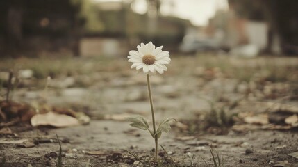 Wall Mural - Single daisy growing through cracked pavement.