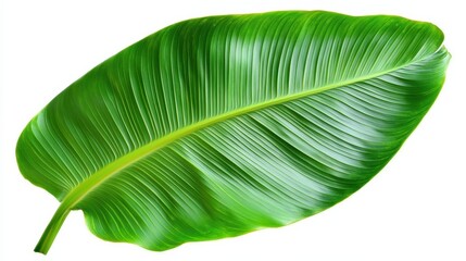 Poster - A vibrant green leaf showcasing intricate patterns and textures, perfect for nature-themed designs and backgrounds.
