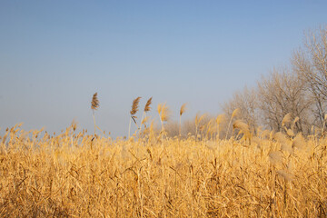 a reed, blue sky, winter, withered yellow, background, illustration