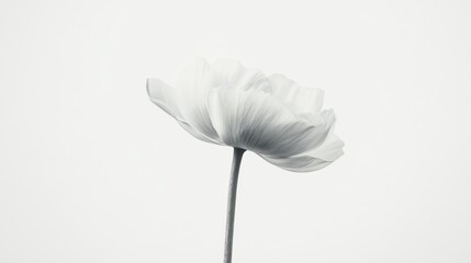 Sticker - Monochrome close-up of a single delicate flower against a light background.