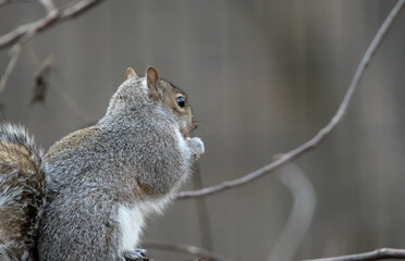 close up of grey squirrel eye while eating a nut in winter (gray rodent wildlife urban photography telephoto lens detail) fluffy furry creature in prospect park, brooklyn, new york city, north america