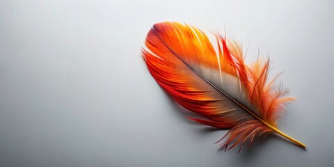 Poster - A single vibrant orange and red feather isolated on a plain background