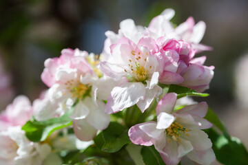 Wall Mural - Blooming apple blossoms in a vibrant spring garden