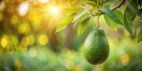 Aufkleber - A single ripe avocado hanging from a branch, bathed in warm sunlight, surrounded by vibrant green leaves.