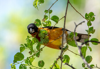 Wall Mural - Black-headed Grosbeak