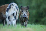 Dzik euroazjatycki, dzik, (Sus scrofa)