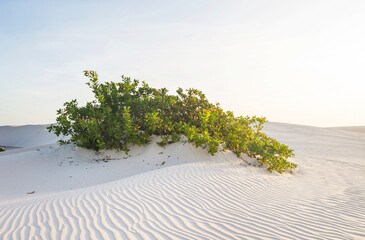 Wall Mural - Sand dunes in Brazil