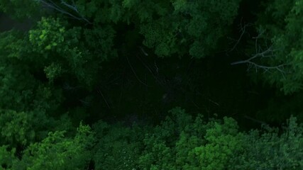 Poster - Rotating top down drone footage of green field and trees in the woods on a sunny day