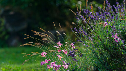 Wall Mural - Flowers lavender, carnation, herbs in the garden.