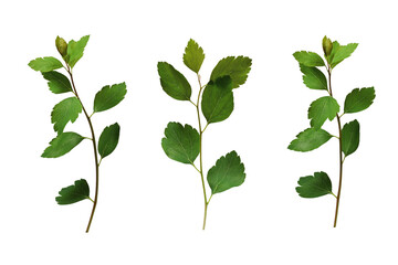 Wall Mural - fresh spirea (spiraea vanhouttei) twigs with green leaves isolated on white background.