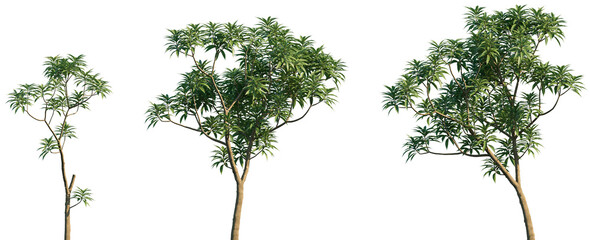 Wall Mural - set of 3 cinchona officinalis frontal street trees isolated png on a transparent background perfectl