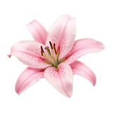 Beautiful pink lily flower blooming, isolated on transparent background, perfect for floral designs and projects