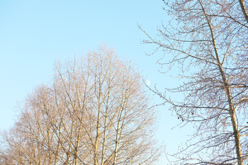 Poster - Winter Morning Bare Trees Against Clear Blue Sky and Moon in Background