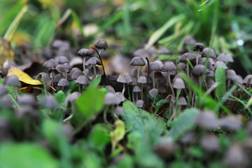 Poster - Cluster of Mushrooms Growing in Lush Green Grass in a Natural Forest Setting