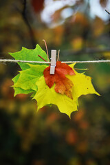 Sticker - Colorful Autumn Leaves Hanging on a Clothesline with Clothespin