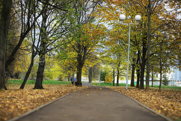 Wall Mural - Serene Autumn Pathway in City Park with Colorful Leaves and Lamp Posts