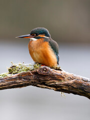 Wall Mural - Kingfisher, Alcedo atthis