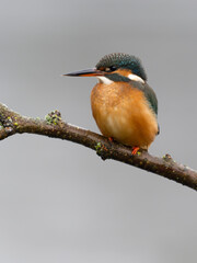 Wall Mural - Kingfisher, Alcedo atthis