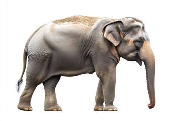 Aufkleber - Large gray elephant standing gracefully with trunk extended in a calm posture. Generative AI