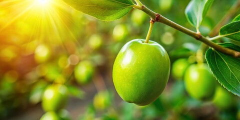 Canvas Print - Ripe Green Jujube Fruit Ready for Harvest, Close-up Side View