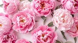 Pink peonies on the pink background
