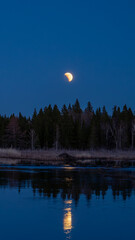 Wall Mural - partial lunar eclipse in a dark blue night sky and reflecting in a swamping beaver pond