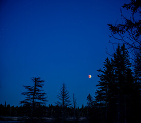 Wall Mural - red blood moon in a clear blue evening sky and a silhouetted trees with a few stars