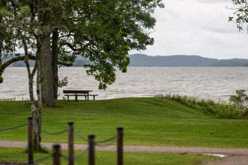 Wall Mural - Bench under a tree with a view of a lake.