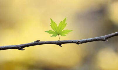 A delicate green maple leaf clings to a thin bare branch as the seasons transition , natural scenery, tree branch, seasonal changes.
