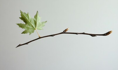 A delicate green maple leaf clings to a thin bare branch as the seasons transition , natural scenery, tree branch, seasonal changes.