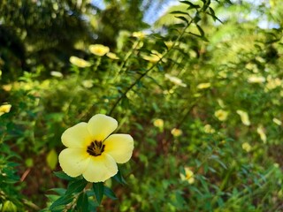 Wall Mural - Damiana Flower (Turnera Ulmifolia) blooming in the morning